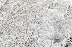 albero-nell-orario-invernale-rami-coperti-di-neve-bianca-e-ghiaccio-48618973